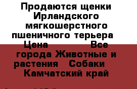 Продаются щенки Ирландского мягкошерстного пшеничного терьера › Цена ­ 30 000 - Все города Животные и растения » Собаки   . Камчатский край